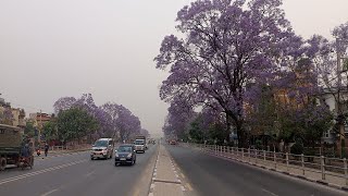 ढकमक्कै फूलेका जाकारान्डा फूल Jacaranda flowers in full bloom [upl. by Lucine]