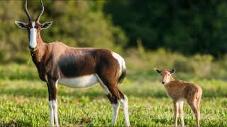 Interesting facts about Bontebok by weird square [upl. by Smiga522]