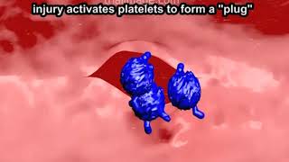 Heparin Structure Action and Role in Pulmonary Embolism and DVT Animation by Cal Shipley MD [upl. by Kelsey583]