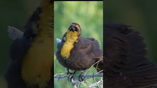 WEIRD and GOOFY call of the Yellow headed Blackbird birds weirdbirdcalls yellowheadedblackbird [upl. by Assilat]