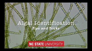 Introduction to Algae Identification Tips amp Tricks [upl. by Fisa201]