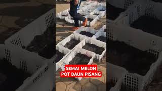 Semai Melon Media Jerami lapuk  arang sekam pot dr daun pisang melon melongolden petanimelon [upl. by Leviralc]