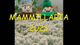 Mammillarias 2023 🌵🌵🌵 [upl. by Brian]