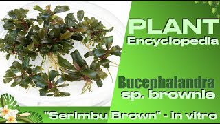 Bucephalandra Brown sp in Vitro [upl. by Johathan]