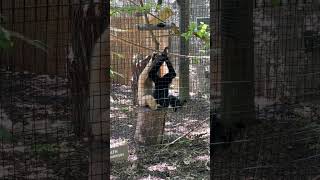 WhiteCheeked Gibbon PT Looking for bugs Massage [upl. by Haidabo]