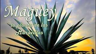 ¿Qué es un Maguey quotLa planta de las Maravillasquot ¿Para qué sirve Usos propiedades y leyendas [upl. by Einram217]