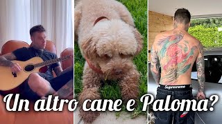 Fedez oggi gioca con un altro cane Paloma gelosa [upl. by Ahsiuqram113]