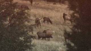 Bull Elk Sounds Bugles Barks Grunts and More [upl. by Crifasi]