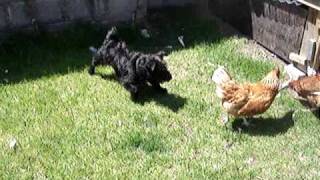 Patterdale Terrier fights Chickens [upl. by Hausner701]