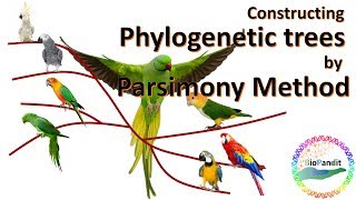 Phylogenetic analysis by Maximum Parsimony method [upl. by Hescock]