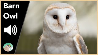 Barn Owl  Sounds [upl. by Sofer]