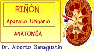 RIÑON y APARATO URINARIO anatomía [upl. by Aloap]