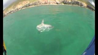 Ocean Sunfish off Cornwallsea kayaking [upl. by Bugbee923]