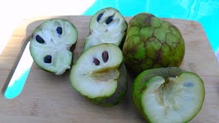 How to cut open cherimoya fruits [upl. by Haggai]