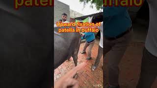 Upward fixation of patella in buffalo l MPD l dr Umar khan [upl. by Ttoile]