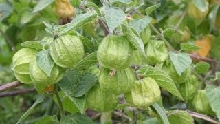 Useful Plant  Ground Cherry [upl. by Adnahc715]