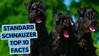 Standard Schnauzer  TOP 10 Interesting Facts [upl. by Legna]