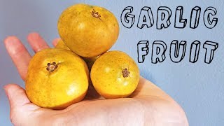 Garlic Fruit Garcinia spicata  Weird Fruit Explorer Ep 230 [upl. by Quintie]