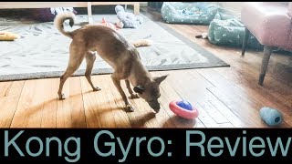 Kong Gyro  Dog Toy Review [upl. by Arette699]