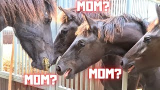 How do the fillies react to their mothers Friesian Horses [upl. by Pen]