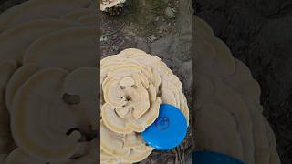 Nice Catch Berkeleys Polypore woodsgolf discgolf whatafind [upl. by Maridel]