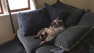 Raccoon chilling in front of the tv [upl. by Jurgen]