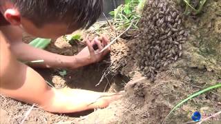 Natural Honey Bee live underground [upl. by Nimsaj365]