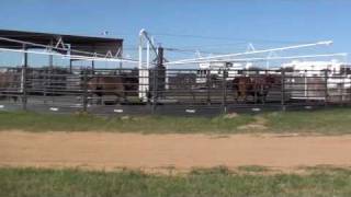 Priefert Panel Walker and Keeping Your Team Roping Horse in Shape [upl. by Whitnell737]