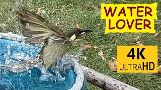 Lewins Honeyeaters love a good bath Meliphaga lewinii  Australian birds [upl. by Cary]