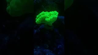 caulastrea hulk greeeenn reeftank viral reels reef reeftank saltwaterfishtank [upl. by Anerroc]