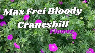 Max Frei Bloody  Cranesbill Flower [upl. by Rovit]