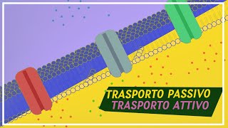 TRASPORTO ATTIVO e PASSIVO  Pillole di scienza [upl. by Eitsrik]