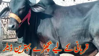 Low rate Qurbani Bull Cholistani Naf jalr waly for sale [upl. by Ailaroc318]