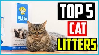 Top 5 Best Cat Litters of 2024 – Reviews [upl. by Det]