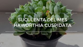 Suculenta del mes Agosto Haworthia Cuspidata [upl. by Eissalc]