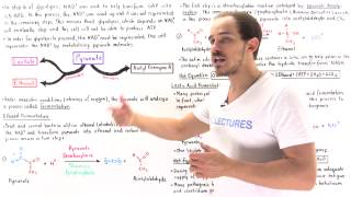 Ethanol and Lactic Acid Fermentation [upl. by Artemisia]