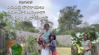 Carrots 🥕 harvest చాలా రోజులు కోయనందుకు పాడయ్యాయి 😕 cute guest  Beetroot  Bachali చాలా సొరకాయలు [upl. by Burnard]