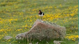 What does an oystercatcher sound like [upl. by Ardnuhsed]