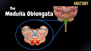 Medulla Oblongata Anatomy  External amp Internal White amp Grey matter  QUIZ [upl. by Utley]