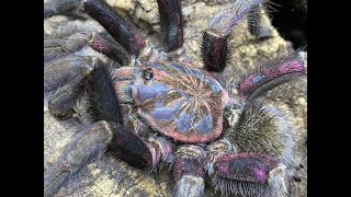 Pamphobeteus sp machala the Purple Bloom pairing [upl. by Oskar160]