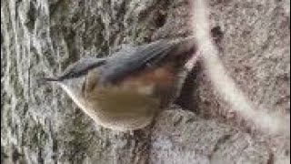 European NUTHATCH Singing amp Warbling  Sitta europaea song [upl. by Arahsal35]