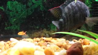 Jack dempsey eats goldfish [upl. by Amaso]