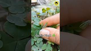 Oxalis Plant Ballistic Dispersal Mechanism amazingfacts [upl. by Irina]