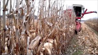 IH 615 Combine in Corn 2015 [upl. by Barber]