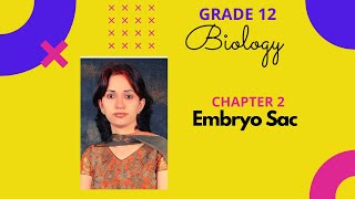 Embryo sac I Sexual Reproduction in Flowering Plants I Chapter 2 I Class 12 [upl. by Valerlan]