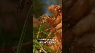 What to know about the trillions of cicadas surfacing this spring [upl. by Kehoe31]