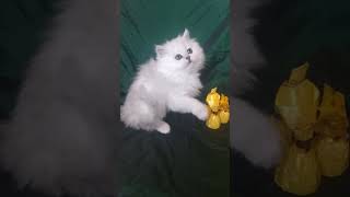 Long haired silver Chinchilla серебристая шиншилла YouTube1 [upl. by Wystand617]