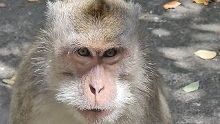 Feeding long tailed macaque monkeys  Bali Indonesia [upl. by Annim]