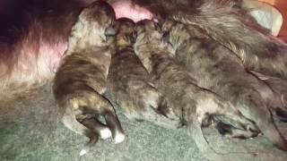 Irish Wolfhound Puppies First Night in the World [upl. by Timofei]