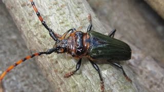 Besouro SerraPau  Longhorn Beetle Retrachydes thoracicus [upl. by Davies977]